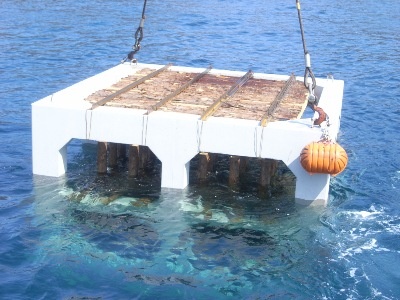 木材を活用した増殖礁の沈設状況